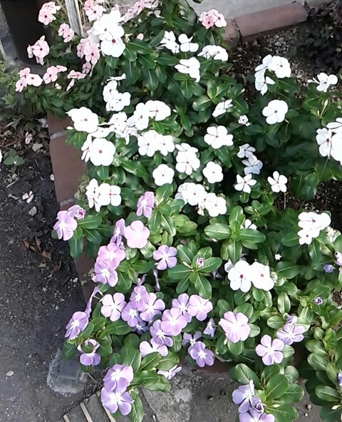 咲いた