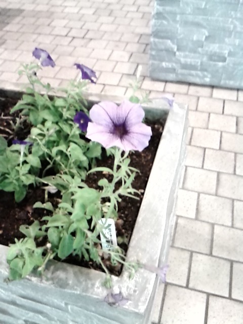咲いた