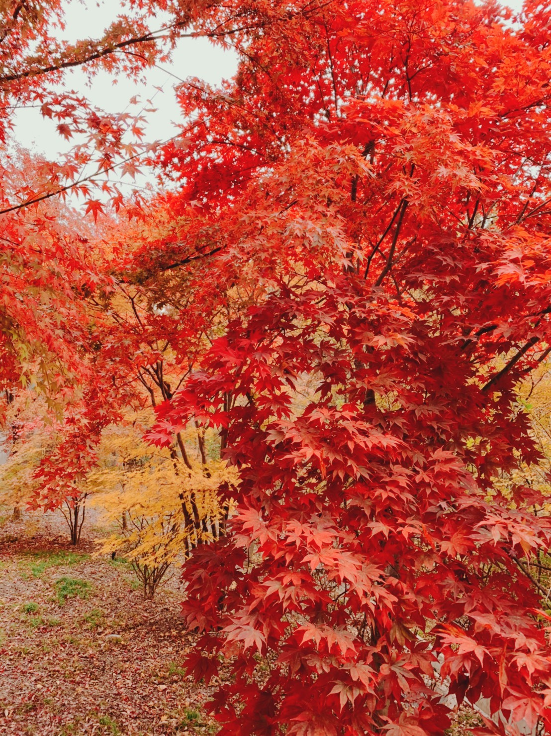 紅葉