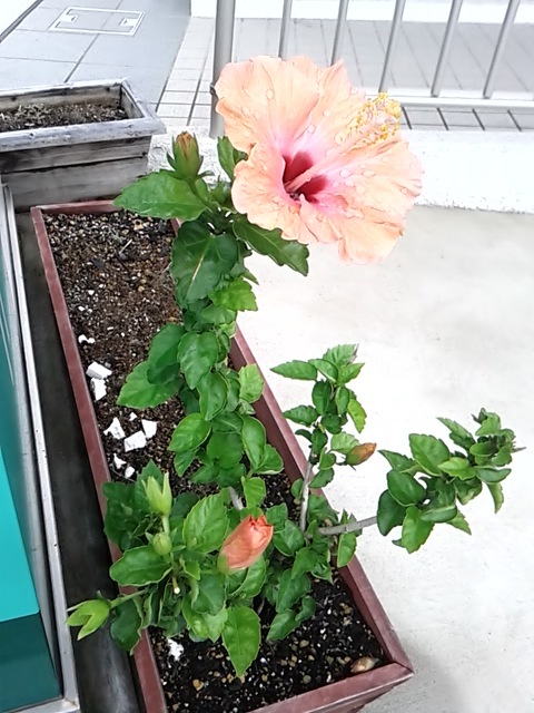 咲いた