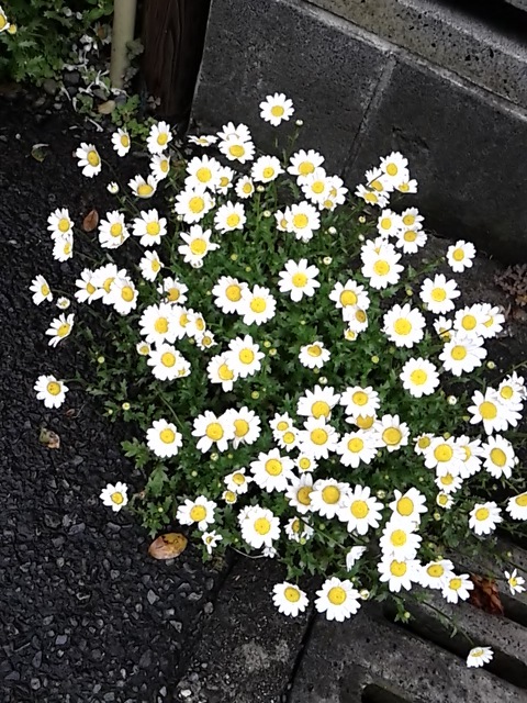 さいた