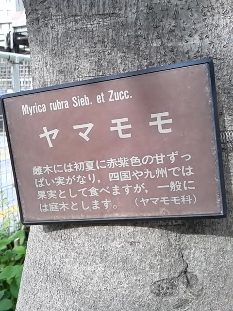 ヤマモモ