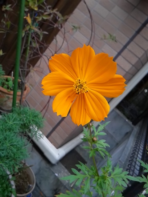 咲いた